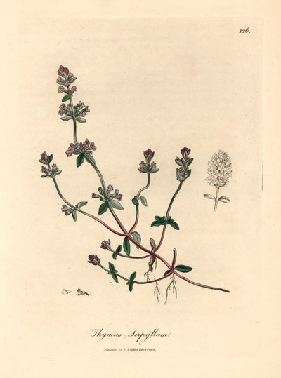 Lila blühender wilder Thymian, Thymus serpyllum, aus einer botanischen Illustration von James Sowerby aus William Woodville und Sir William Jackson Hooker