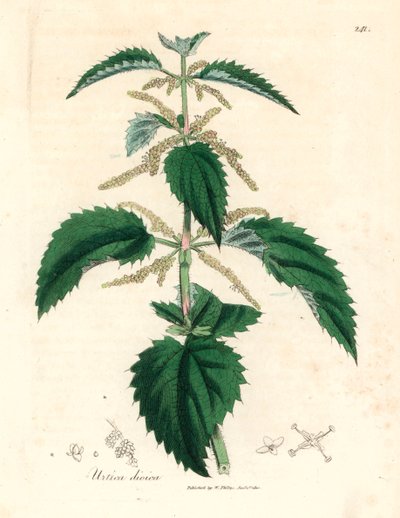 Brennnessel, Urtica dioica, aus einer botanischen Illustration von James Sowerby aus William Woodville und Sir William Jackson Hooker