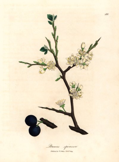 Schlehdorn mit weißen Blüten und blauen Beeren, aus einer botanischen Illustration von James Sowerby aus William Woodville und Sir William Jackson Hooker