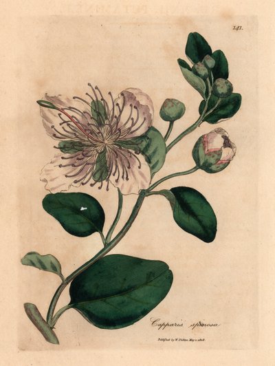 Weiß blühender Kapernstrauch, Capparis spinosa, aus einer botanischen Illustration von James Sowerby aus William Woodville und Sir William Jackson Hooker