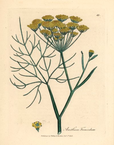 Gelb blühender Fenchel, Anethum foeniculum, aus einer botanischen Illustration von James Sowerby aus William Woodville und Sir William Jackson Hooker