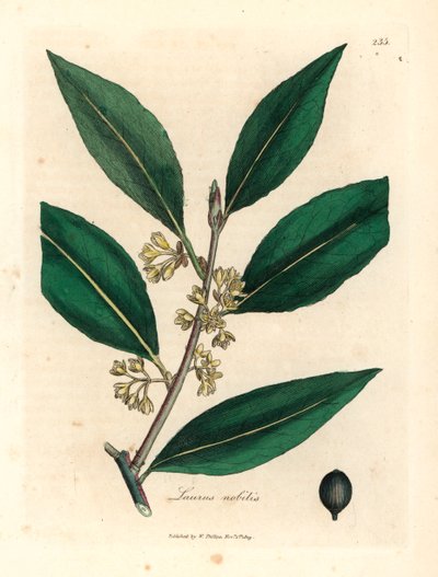 Gelbblühende Lorbeerblätter, Laurus nobilis, aus einer botanischen Illustration von James Sowerby aus William Woodville und Sir William Jackson Hooker
