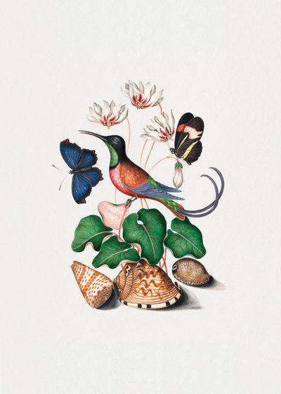 Kolibri von James Bolton