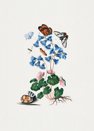 Soldanella von James Bolton