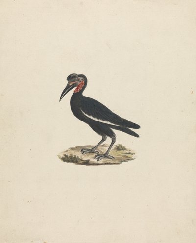 Bocorvus abyssinicus (Abyssinischer Hornrabe) von James Bruce