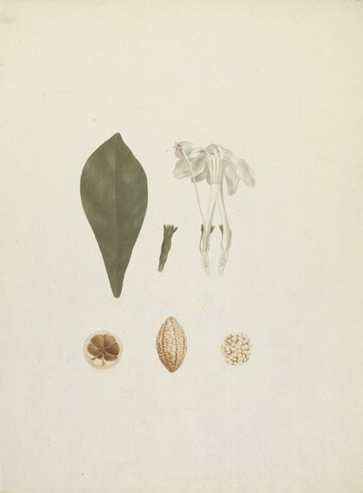 Gardenia ternifolia Schum. & Thonn. (Jovis-Tonantis): fertige Zeichnung mit zusätzlichen Details der Frucht von James Bruce