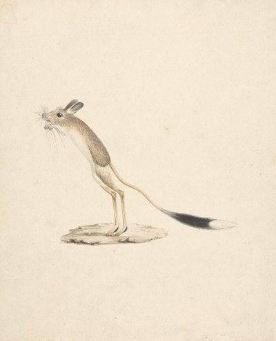 Jerboa von James Bruce