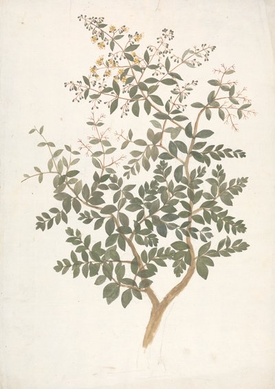 Lawsonia inermis L. (Henna): fertige Zeichnung eines blühenden, belaubten Triebs von James Bruce