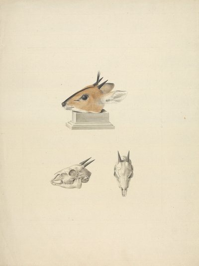 Unidentifizierter Madoqua (Dik-dik): Studie von Kopf und Schädel von James Bruce