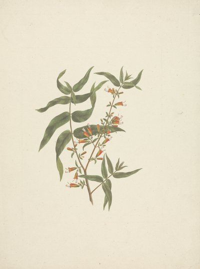 Woodfordia uniflora (A. Rich.) Koehne: fertige Zeichnung eines blühenden Triebs von James Bruce