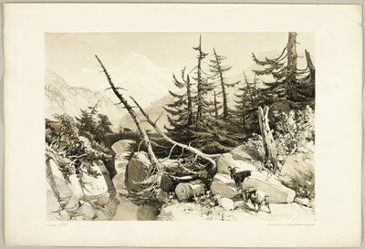 Lärche, aus Der Park und der Wald von James Duffield Harding