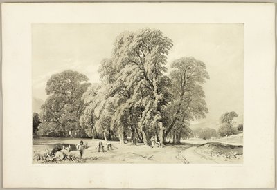 Platanen, aus Der Park und der Wald von James Duffield Harding