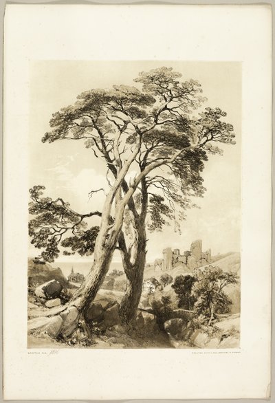 Schottische Kiefer, aus "Der Park und der Wald" von James Duffield Harding
