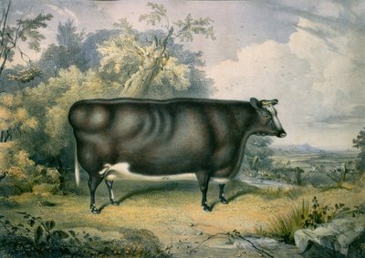 Die Cottesmore-Preisfärse, nach Henry Strafford, 1837 von James Giles