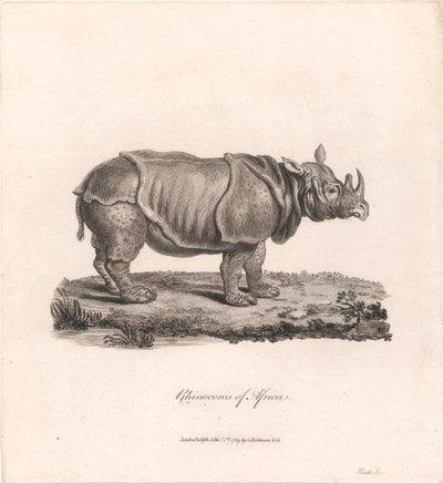 Nashorn von Afrika von James Heath