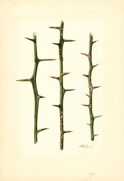 Zitruskrebs am Orangenpflanzenstamm (Poncirus trifoliata) von James Marion Shull