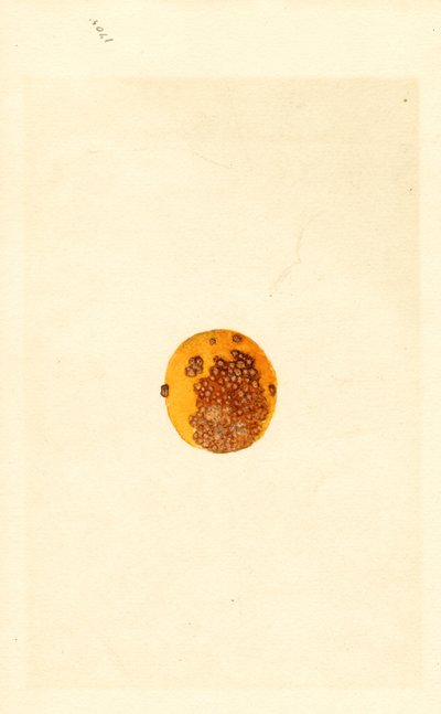 Orange (Poncirus trifoliata) von James Marion Shull