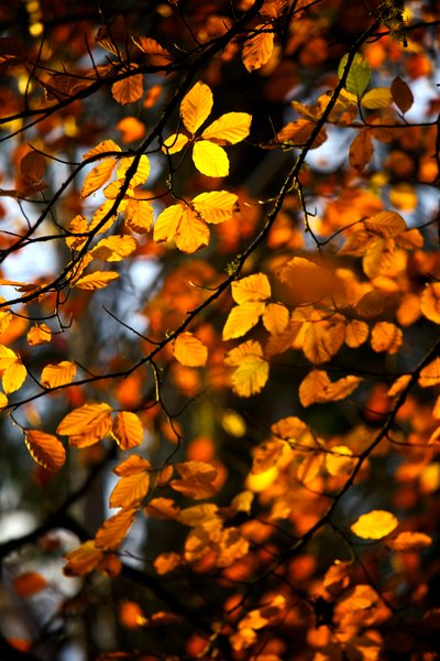 Gelbe und goldene Herbstblätter noch am Ast eines Baumes, 2009 von James McCormick