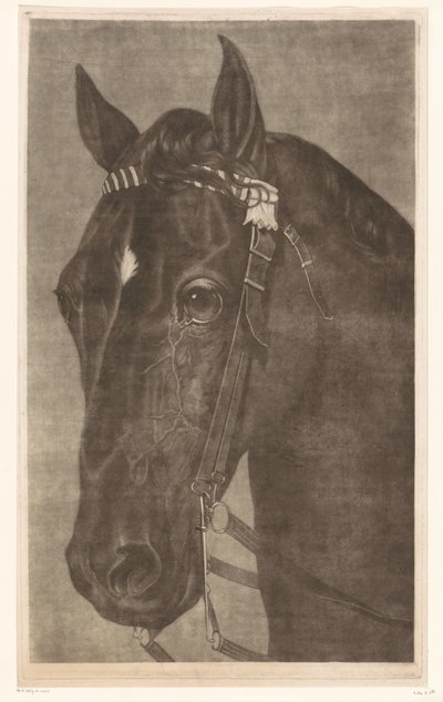 Kopf eines Pferdes mit Zaumzeug von James Newman Hodges