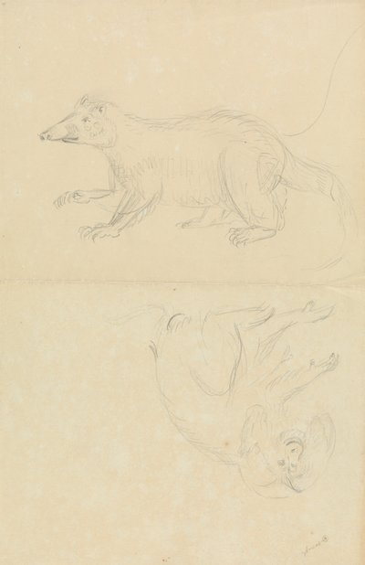 Ein Säugetier (Nasenbär?) und ein Primat (Marmoset?). Ein Nasenbär und ein Löwenkopf-Marmoset von James Sowerby