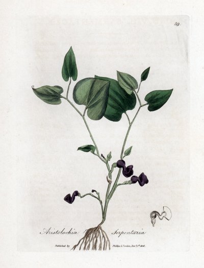 Aristoloche Variete - Schlangenwurzel-Birthwort, Aristolochia serpentaria. Handkolorierte Kupferstichgravur von James Sowerby aus William Woodville und Sir William Jackson Hooker
