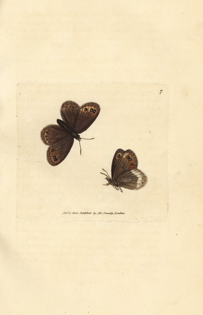 Arran-Braun, Erebia ligea (Papilio ligea). Handkolorierter Kupferstich von James Sowerby aus The British Miscellany, oder Coloured figures of new, rare, or little known animal subjects. von James Sowerby