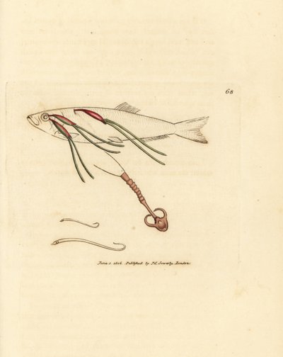 Blutsaugender Copepoden-Parasit auf einem Sprühauge, Lernaeenicus sprattae (Lernaea sprattae). Und ein weiterer seltsamer Wurm, der auf einer Austernschale gefunden wurde. Handkolorierter Kupferstich von James Sowerby aus The British Miscellany, oder Colou von James Sowerby