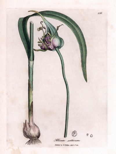 Botanische Tafel: Anbau von Knoblauch (Allium sativum) zeigt Zwiebel, Blätter und violette Blüten. Handkolorierter Kupferstich aus einer Illustration von James Sowerby. Auszug aus dem Buch von William Woodville und Sir William Jackson Hooker „Botanique med von James Sowerby