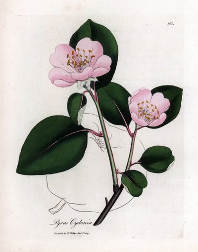 Botanische Tafel: Blumen und Quitte, Frucht des Quittenbaums (Cydonia oblonga) - Rosa blühender Quittenbaum mit Umriss der Frucht, Pyrus cydonia. Handkolorierte Kupferstichgravur aus einer botanischen Illustration von James Sowerby aus William Woodville un von James Sowerby