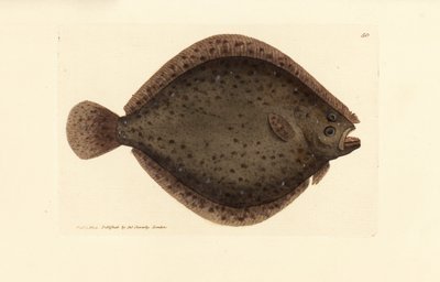 Steinbutt oder Drachenfisch, Scophthalmus rhombus (Pleuronectes rhombus). Handkolorierte Kupferstichgravur von James Sowerby aus The British Miscellany, oder Coloured figures of new, rare, or little known animal subjects. von James Sowerby