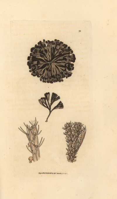 Bugulina avicularia (Flustra avicularis). Handkolorierter Kupferstich von James Sowerby aus The British Miscellany, oder Coloured figures of new, rare, or little known animal subjects. von James Sowerby