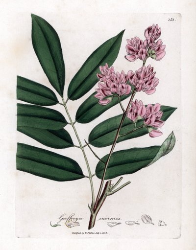 Cabbage Tree, Andira inermis von James Sowerby