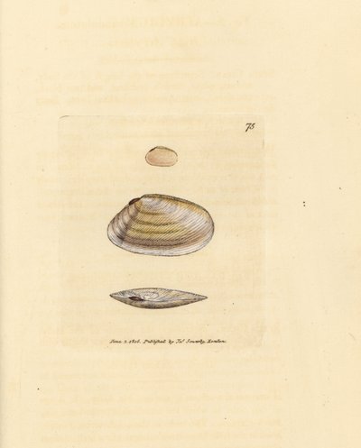 Zuckerstangen-Tellina-Muschel, Tellina similis. Handkolorierte Kupferstichgravur von James Sowerby aus The British Miscellany, oder Coloured figures of new, rare, or little known animal subjects. von James Sowerby