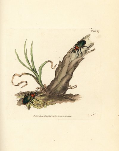 Carabus nitens Käfer. Handkolorierter Kupferstich von James Sowerby aus The British Miscellany, oder Coloured figures of new, rare, or little known animal subjects. von James Sowerby