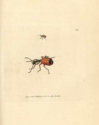Carabus rotundicollis Käfer. Handkolorierter Kupferstich von James Sowerby aus The British Miscellany, or Coloured figures of new, rare, or little known animal subjects von James Sowerby