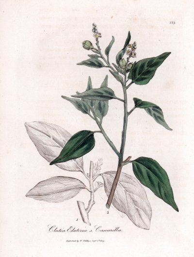 Cascarilla, Croton eluteria von James Sowerby