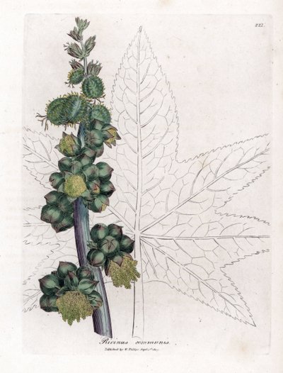 Rizinus - Rizinuspflanze, Ricinus communis. Handkolorierte Kupferstichgravur aus einer botanischen Illustration von James Sowerby aus William Woodville und Sir William Jackson Hooker