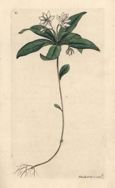 Sternmiere, Lysimachia europaea von James Sowerby