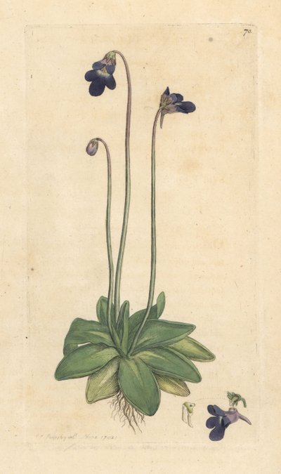 Gemeines Fettkraut, Pinguicula vulgaris. Handkolorierter Kupferstich nach einer Illustration von James Sowerby aus James Smith