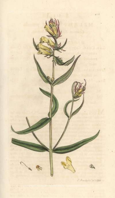 Wiesen-Wachtelweizen, Melampyrum pratense von James Sowerby