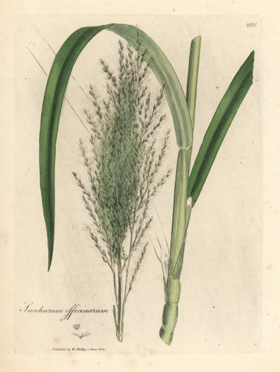 Gemeines Zuckerrohr, Saccharum officinarum von James Sowerby