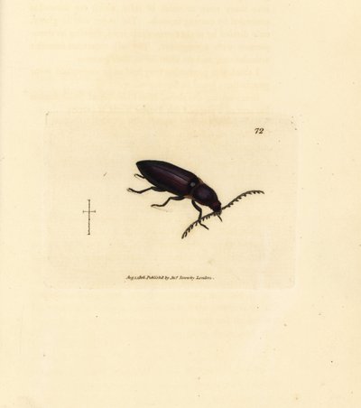 Kupferstecherkäfer (Elater chalybeus). Handkolorierter Kupferstich von James Sowerby aus The British Miscellany, oder Coloured figures of new, rare, or little known animal subjects. von James Sowerby