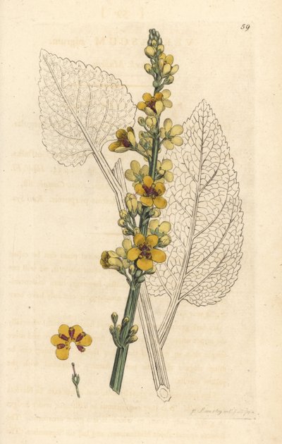 Schwarzes Wollkraut, Verbasum nigrum. Handkolorierter Kupferstich nach einer Illustration von James Sowerby aus James Smith