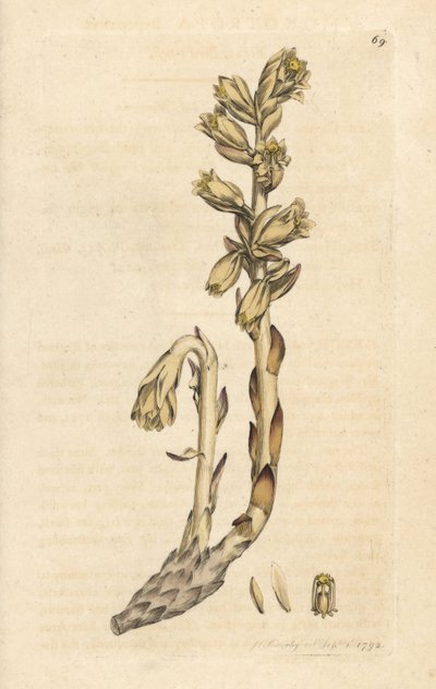 Gelbes Vogelnest, Monotropa hypopitys (Gelbes Vogelnest, Monotropa hypopithys) (Osterluzei) Handkolorierte Kupferstichgravur nach einer Illustration von James Sowerby aus James Smith