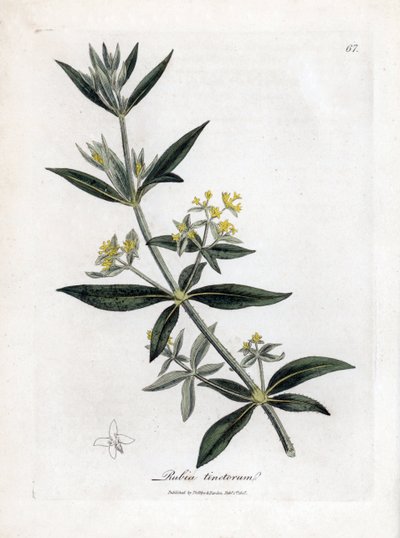 Färberkrapp, Rubia tinctorum von James Sowerby