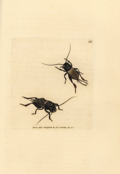 Feldgrille, Gryllus campestris (Accheta campestris). Handkolorierte Kupferstichgravur von James Sowerby aus The British Miscellany, oder Coloured figures of new, rare, or little known animal subjects. von James Sowerby