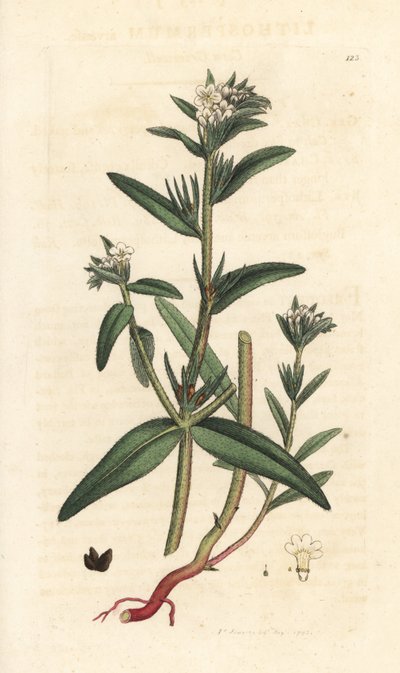 Acker-Steinsame, Buglossoides arvensis. Handkolorierter Kupferstich nach einer Illustration von James Sowerby aus James Smiths English Botany, London von James Sowerby