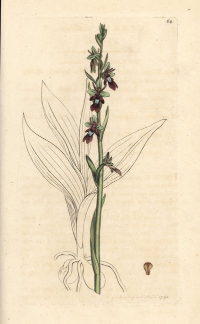 Fliegen-Ragwurz, Ophrys insectifera. Handkolorierter Kupferstich nach einer Illustration von James Sowerby aus James Smiths English Botany, London von James Sowerby