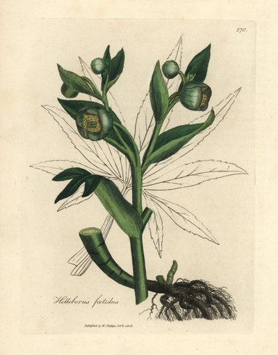 Grünblühende stinkende Nieswurz oder Bärenfuß, Helleborus foetidus von James Sowerby