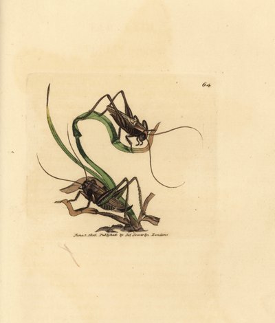 Graue Buschgrille, Platycleis grisea (Graue Heuschrecke, Locust grisea). Handkolorierter Kupferstich von James Sowerby aus The British Miscellany, oder Coloured figures of new, rare, or little known animal subjects. von James Sowerby